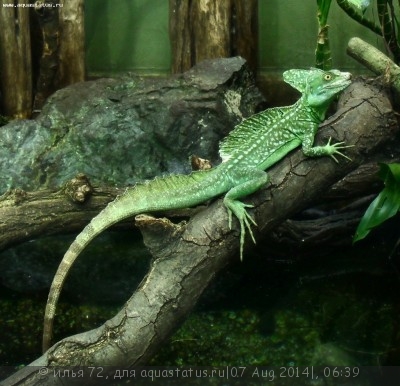 Фото Василиск шлемоносный Basiliscus plumifrons Green Basilisk  (photo#57964)