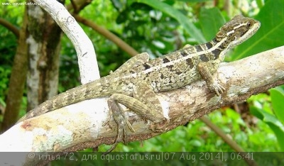 Фото Василиск полосатый Basiliscus vittatus Brown Basilisk  (photo#57965)