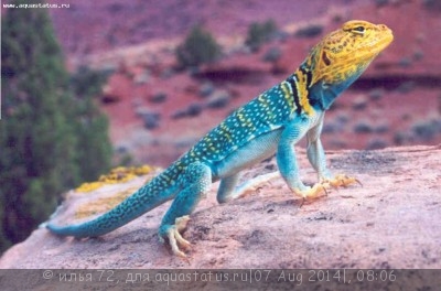 Фото Игуана ошейниковая пустынная Crotaphytus collaris Desert Collar Lizard  (photo#57969)