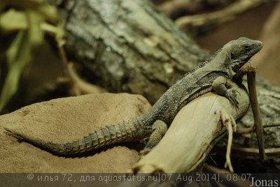 Фото Игуана шипохвостая пятикилевая Ctenosaura quinquecarinata  (photo#57970)