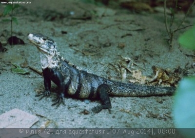 Фото Игуана шипохвостая черная Ctenosaura similis Spinytail Iguana  (photo#57971)