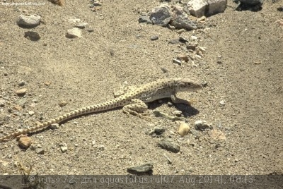 Фото Леопардовая ящерица гамбелия Gambelia wislizenii Leopard Lizard  (photo#57973)