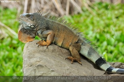 Фото Игуана обыкновенная Farm Iguana iguana  (photo#57974)