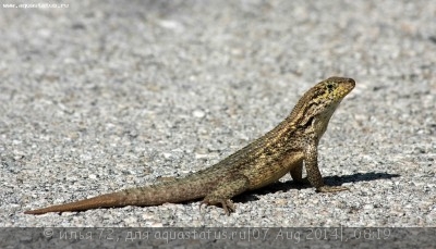 Фото Игуана масковая килеватая Leiocephalus carinatus Bahama Curlytail Lizard  (photo#57975)