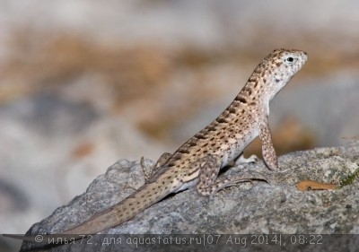 Фото Игуана масковая Шрейберса Leiocephalus schreibersi Haitian Ornate Curlytail  (photo#57977)