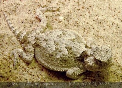 Фото Жабовидная ящерица плоскорогая Phrynosoma platyrhinos Desert Horn Lizard  (photo#57979)