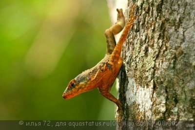 Фото Игуана килехвостая ошейниковая Tropidurus torquatus Guyana Collared  (photo#57981)