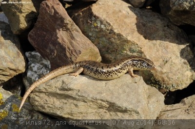 Фото Хальцид глазчатый Chalcides ocellatus  (photo#57984)