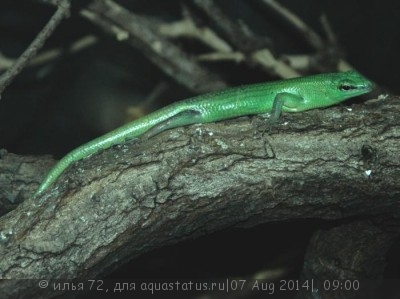 Фото Сцинк древесный смарагдовый Lamprolepis smaragdinа  (photo#57989)