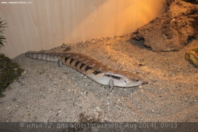 Фото Сцинк синеязыкий гигантский Tiliqua gigas  (photo#57996)