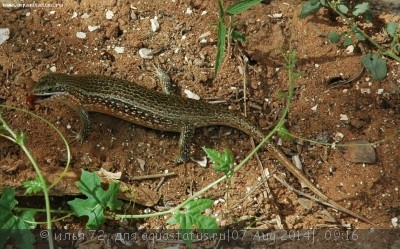 Фото Мабуя краснобокая Trachylepis perrotetii  (photo#57998)