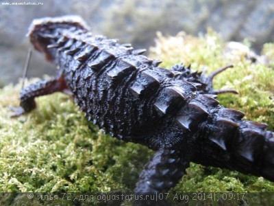 Фото Триболонотус стройный Tribolonotus gracilis  (photo#57999)