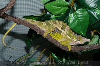 Фото Хамелеон Фишера Bradypodion fischeri Fischer s chameleon  (photo#58000)