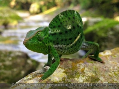 Фото Хамелеон деремский Chamaeleo Trioceras deremensis  (photo#58001)