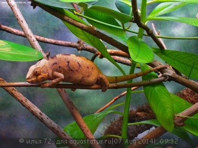 Хамелеон пантеровый (Furcifer pardalis)