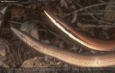 Фото Лиалис Бертона Lialis burtoni legless lizard  (photo#58007)