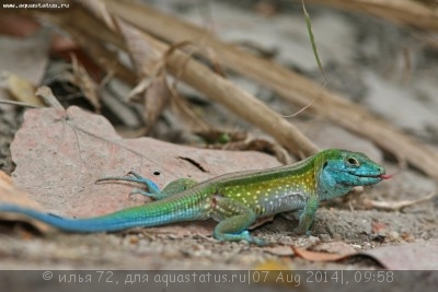 Фото Амейва обыкновенная Ameiva ameiva  (photo#58016)