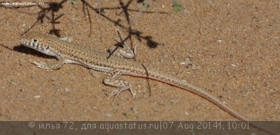 Фото Ящурка гребнепалая Боска Acanthodactylus boskianus Bosk s fringe-toed lizard  (photo#58018)