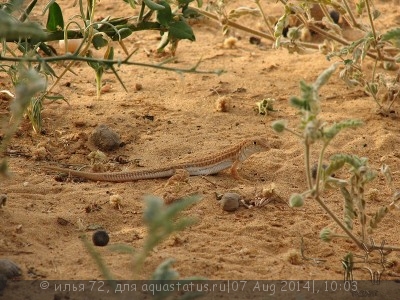 Фото Ящурка гребнепалая длиннопалая Acanthodactylus longipes  (photo#58019)