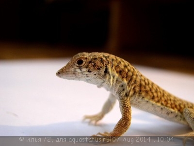 Фото Ящурка гребнепалая щитковая Acanthodactylus scutellatus  (photo#58020)