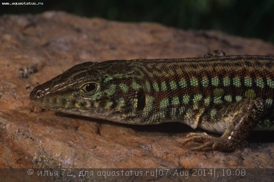 Фото Латастия длиннохвостая Latastia longicaudata Red Sand Ameiva  (photo#58022)