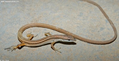 Фото Долгохвостка шестиполосая Tachydromus sexlineatus Long tail skink  (photo#58023)