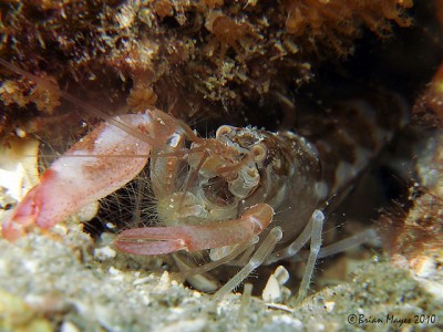 Фото Рак-щелкун альфеус Alpheus sp.  (photo#58094)