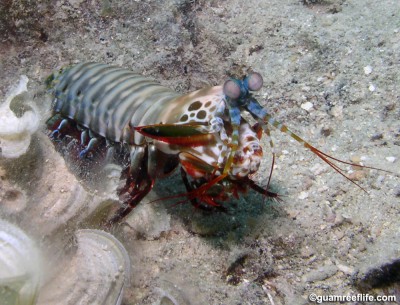 Фото Рак-богомол роскошный Арлекин Odontodactylus scyllarus  (photo#58121)