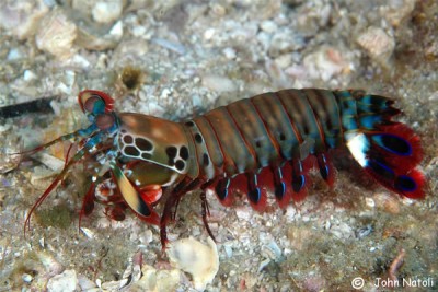 Фото Рак-богомол роскошный Арлекин Odontodactylus scyllarus  (photo#58122)