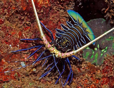 Фото Лангуст синеполосый пестрый Panulirus versicolor  (photo#58127)