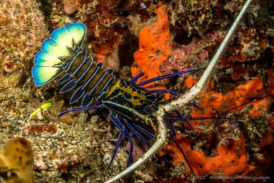 Фото Лангуст синеполосый пестрый Panulirus versicolor  (photo#58128)