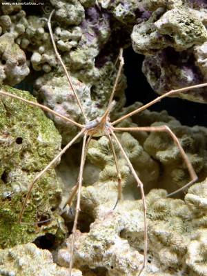 Фото Краб стрелоголовый стеноринкус Stenorhynchus seticornis  (photo#58139)