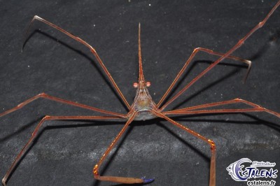 Фото Краб стрелоголовый стеноринкус Stenorhynchus seticornis  (photo#58140)