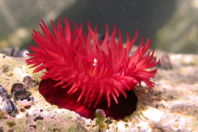 Актиния конская (клубничная) (Actinia equina)