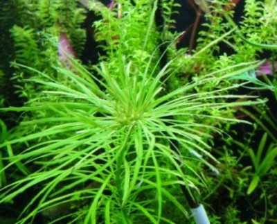 Опознание аквариумных растений - DSC03745.JPG