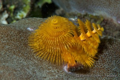 Фото Веерный червь Спиробранхус Spirobranchus sp.  (photo#58184)