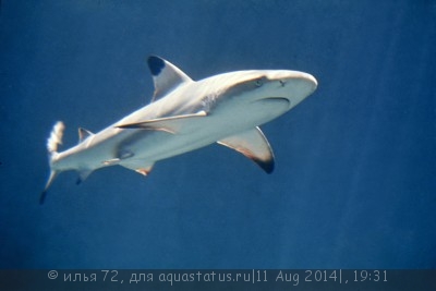 Акула рифовая чернопёрая (Carcharhinus melanopterus)