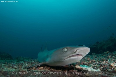 Акула белоперая рифовая (Triaenodon obesus Whitetip reef shark)