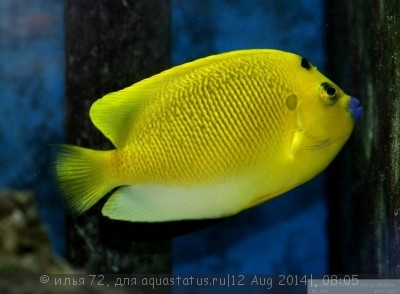 Аполемихт трехпятнистый (Синегубый ангел) (Apolemichthys trimaculatus)