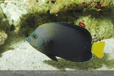 Фото Рыба-ангел Chaetodontoplus caeruleopunctatus  (photo#58292)