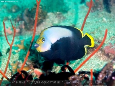 Ангел-хетодонтопл фантом (Chaetodontoplus dimidiatus)