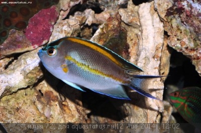 Ангел лирохвостый украшенный (Genicanthus bellus)