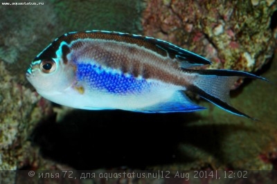 Ангел лирохвостый украшенный (Genicanthus bellus)