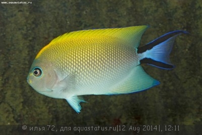 Ангел лирохвостый меланоспилус (Genicanthus melanospilos)