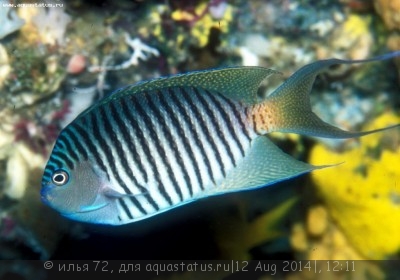 Ангел лирохвостый меланоспилус (Genicanthus melanospilos)