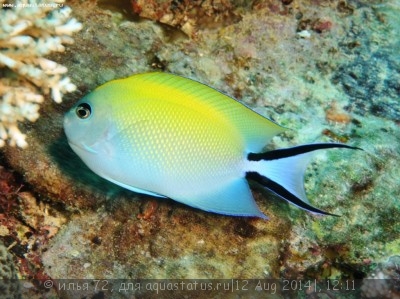 Ангел лирохвостый меланоспилус (Genicanthus melanospilos)