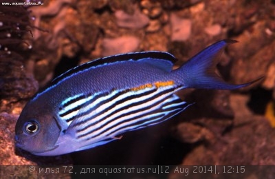 Ангел лирохвостый Ватанбе (Genicanthus watanabei)