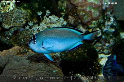 Ангел лирохвостый Ватанбе (Genicanthus watanabei)