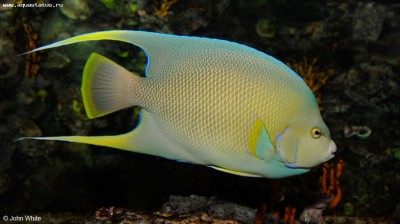 Ангел-изабелита бермудская (Holacanthus bermudensis)