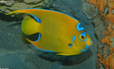 Ангел-изабелита королева, Зеленая качама (Holacanthus ciliaris)